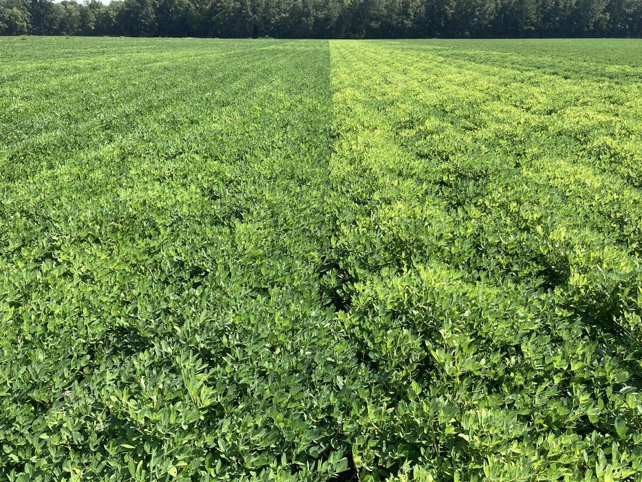 A field that shows a straight line difference in the how green peanuts are. The left is much darker, while the right is much lighter in color.