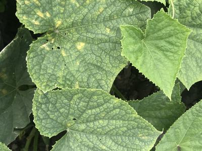 Cucumber leaves showing yellow chlorotic spots and pronounced veining
