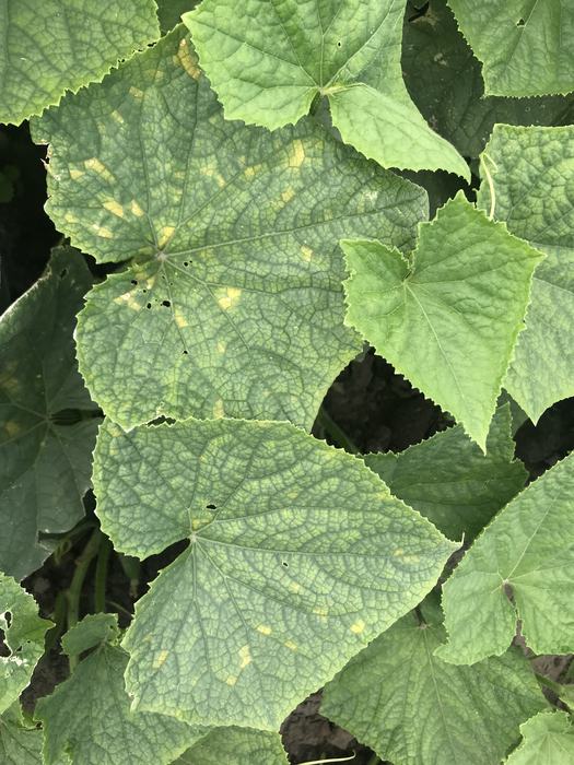 Figure 2: Chlorotic, angular lesions on the upper side of the leaf 