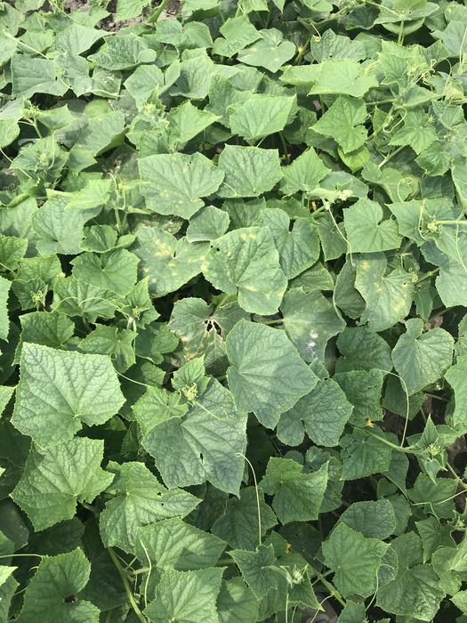 Figure 1: cucumber downy mildew in a commercial field 