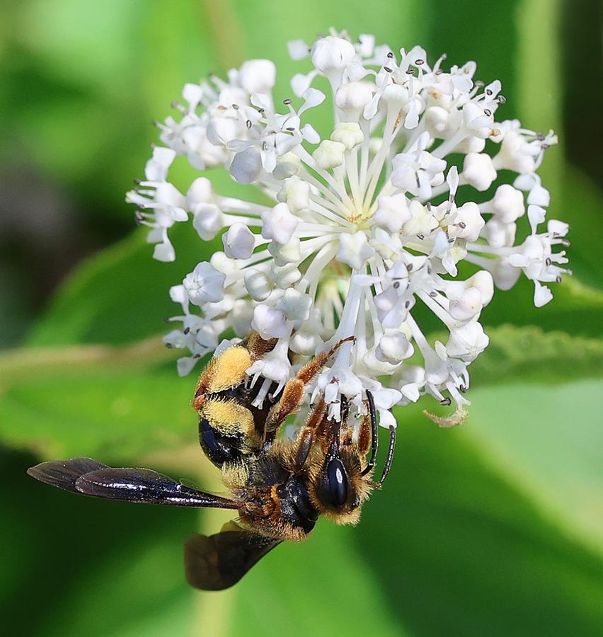 Mining bee foraging on New Jersey tea.