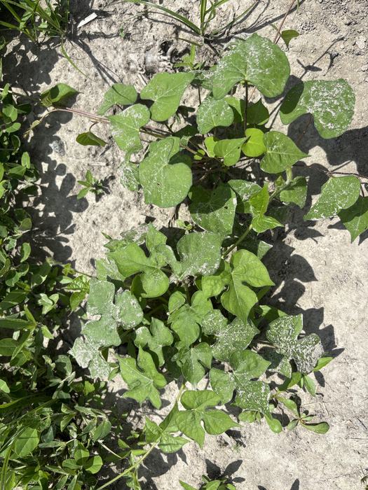Ivyleaf and pitted morningglory.