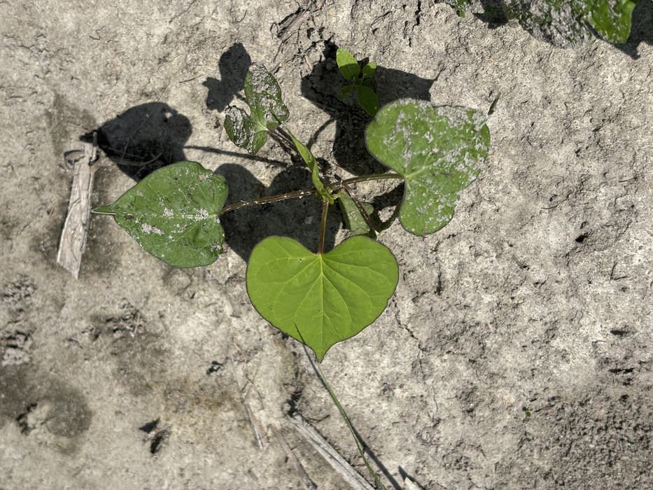 Broad green leaves growing in a field, it is morningglory.