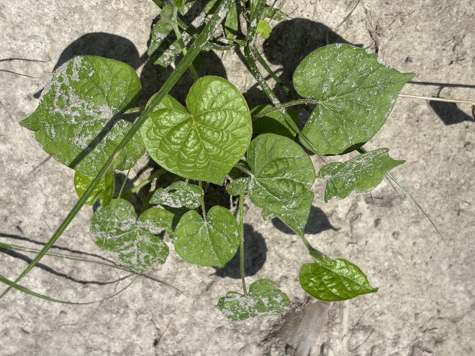 Entireleaf Morningglory growing in a field. It has broad green leaves that are spade shaped.