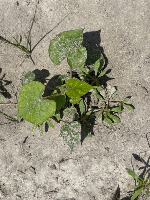 Broad green leaves emerging from a plant in a field.