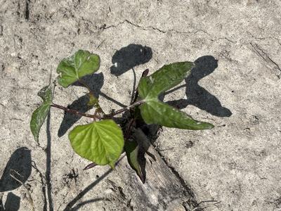 Pitted morningglory in a field.
