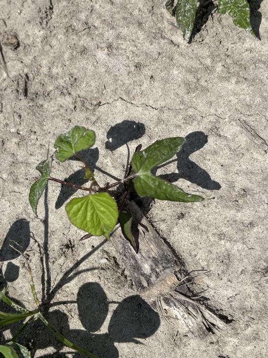 Pitted morningglory in a field.