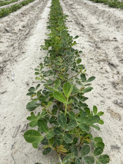 A row of peanut plants with bright white spots.