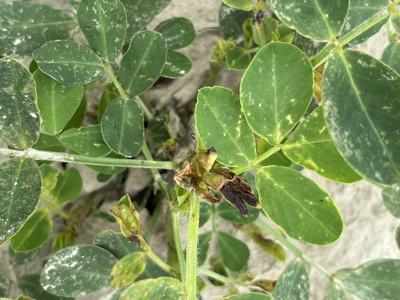 Bright yellow and white spots on leaves indicating thrips injury.