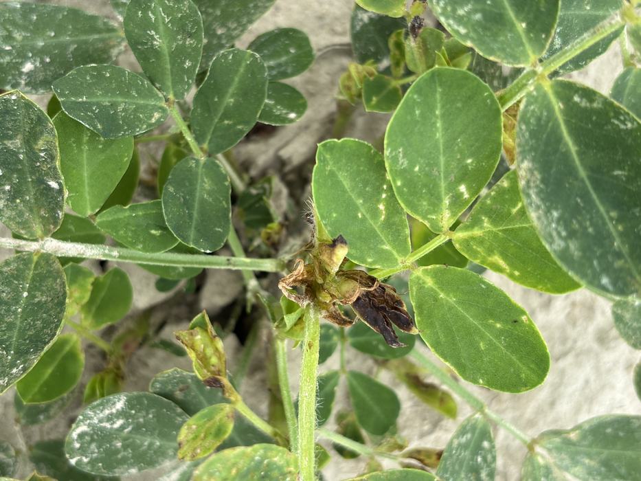 Bright yellow and white spots on leaves indicating thrips injury.