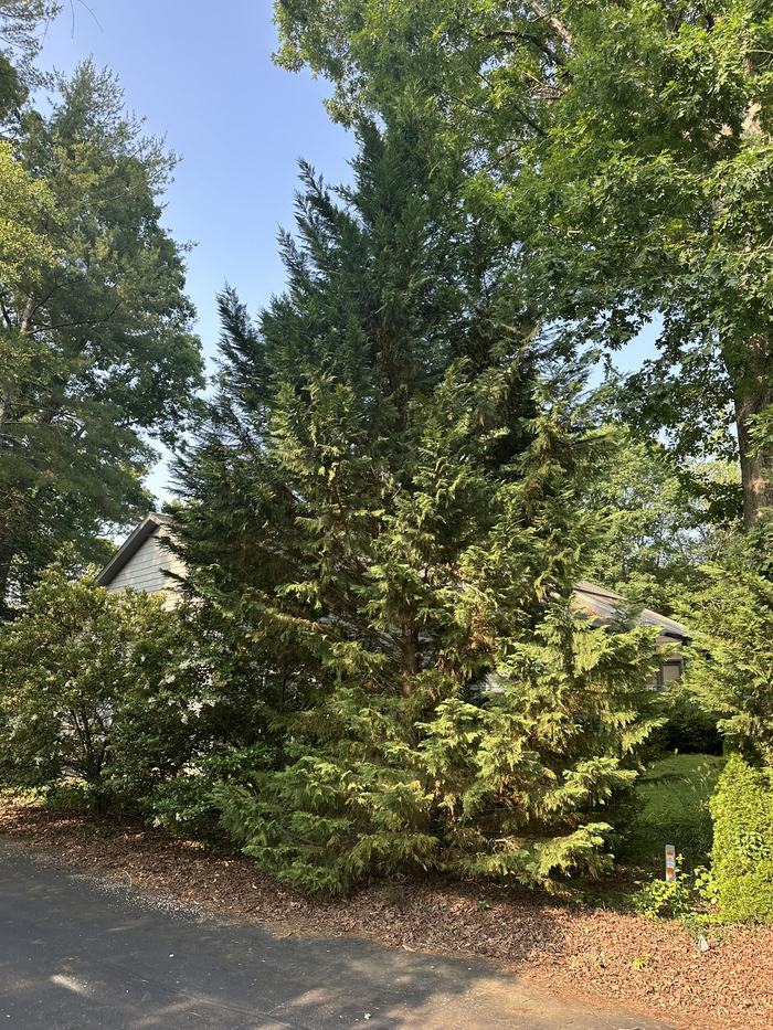 Leyland cypress