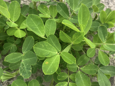 Spots and holes on leaves indicating chemical burn.