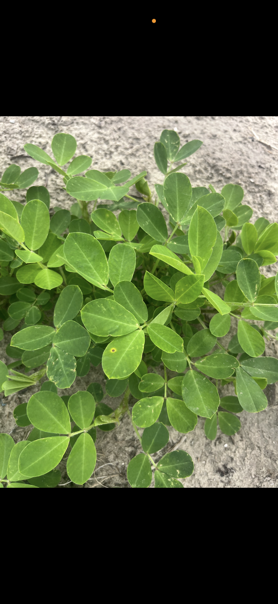 Spots and holes on leaves indicating chemical burn.