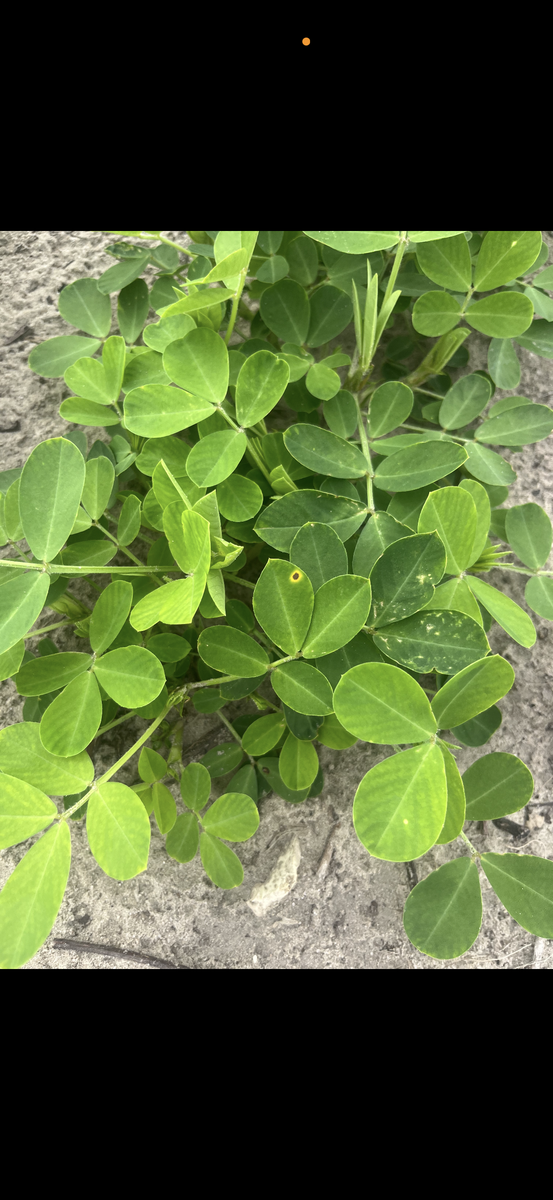 A hole surrounded by yellowing on an otherwise healthy leaf.