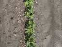 Baythroid 2.8 oz trial on peanuts.