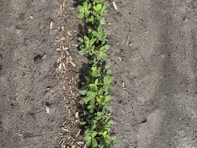 Baythroid 2.8 oz trial on peanuts.