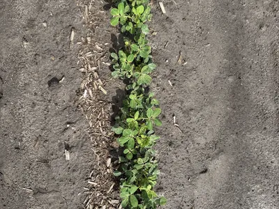 Baythroid 2.8 oz trial on peanuts.
