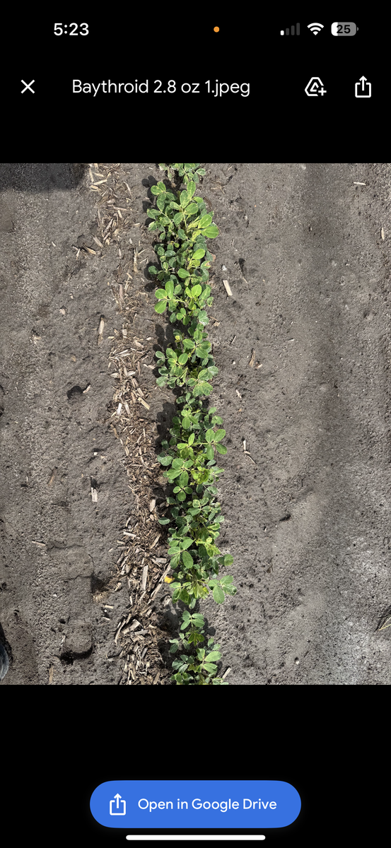 Baythroid 2.8 oz trial on peanuts.