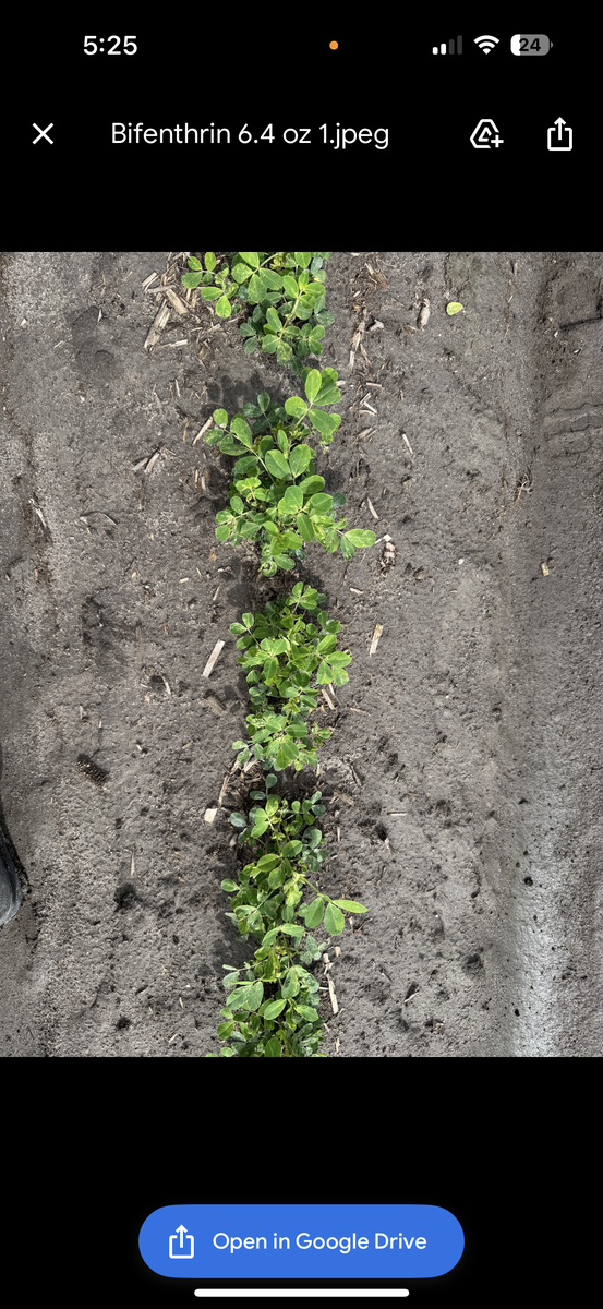 Bifenthrin 6.4 oz trial on peanut.