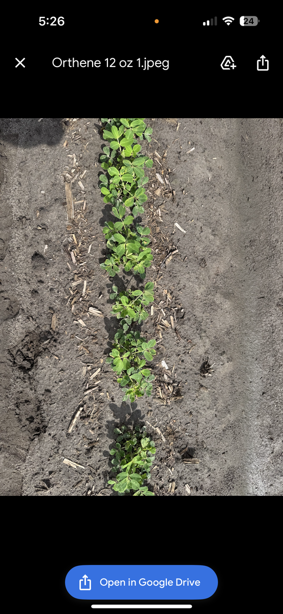 Orthene 12 oz trial on peanut.