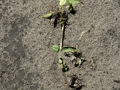 Valor injury on a low lying plant in a field.