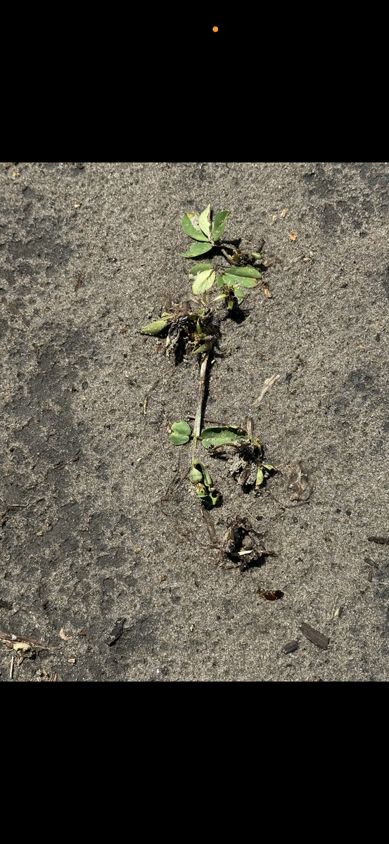 Valor injury on a low lying plant in a field.