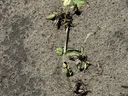 Valor injury on a plant growing close to the ground.