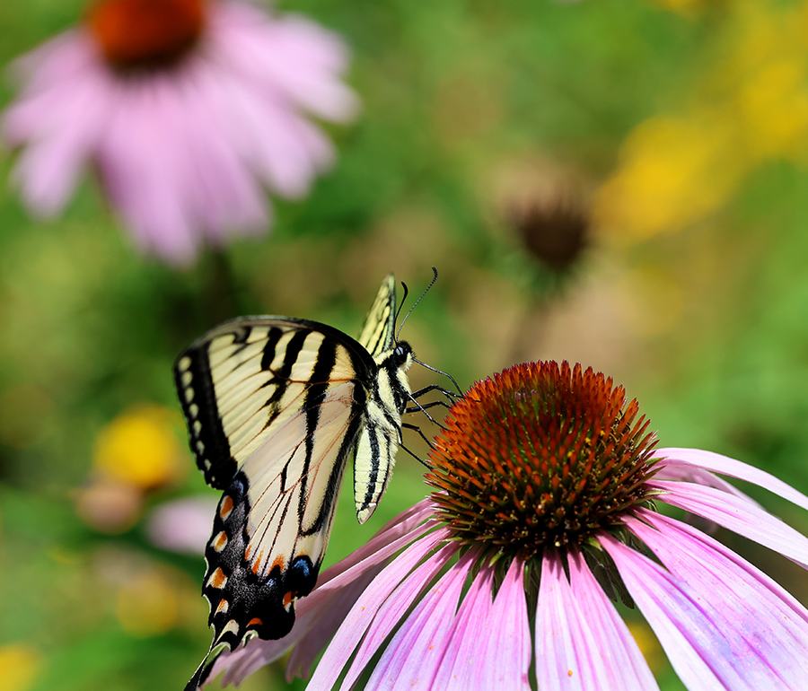 Eastern tiger swallowtail on purple coneflower 