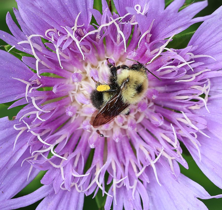 Bumble bee on stoke's aster