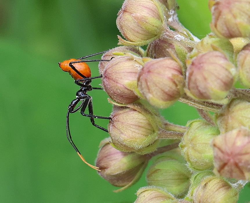 Wheel bug nymph, our largest species of assassin bug, hunting on common milkweed flower buds.