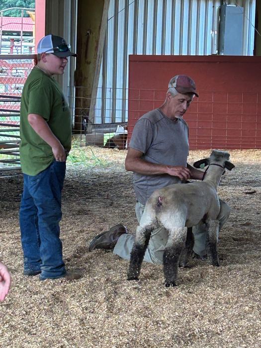 Lamb Pics