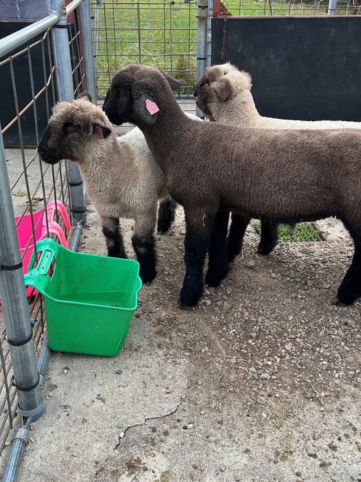 2025 Market Lambs