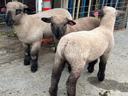 2025 Lambs