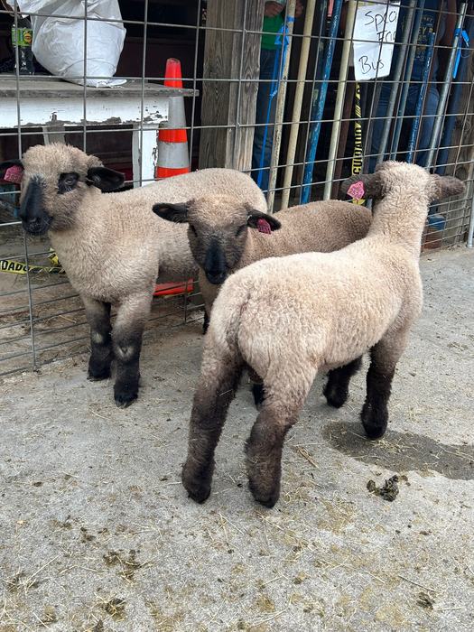 2025 Lambs