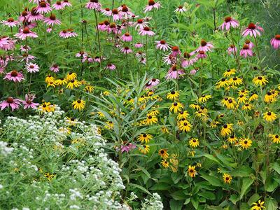 Mix of native blooming plants for pollinators