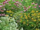 Mix of native blooming plants for pollinators