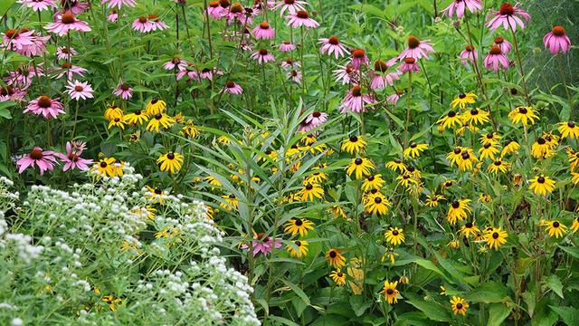 Mix of native blooming plants for pollinators