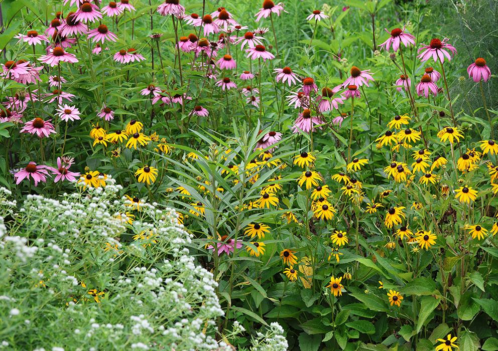 Purple coneflower, orange coneflower, and mountain mint.
