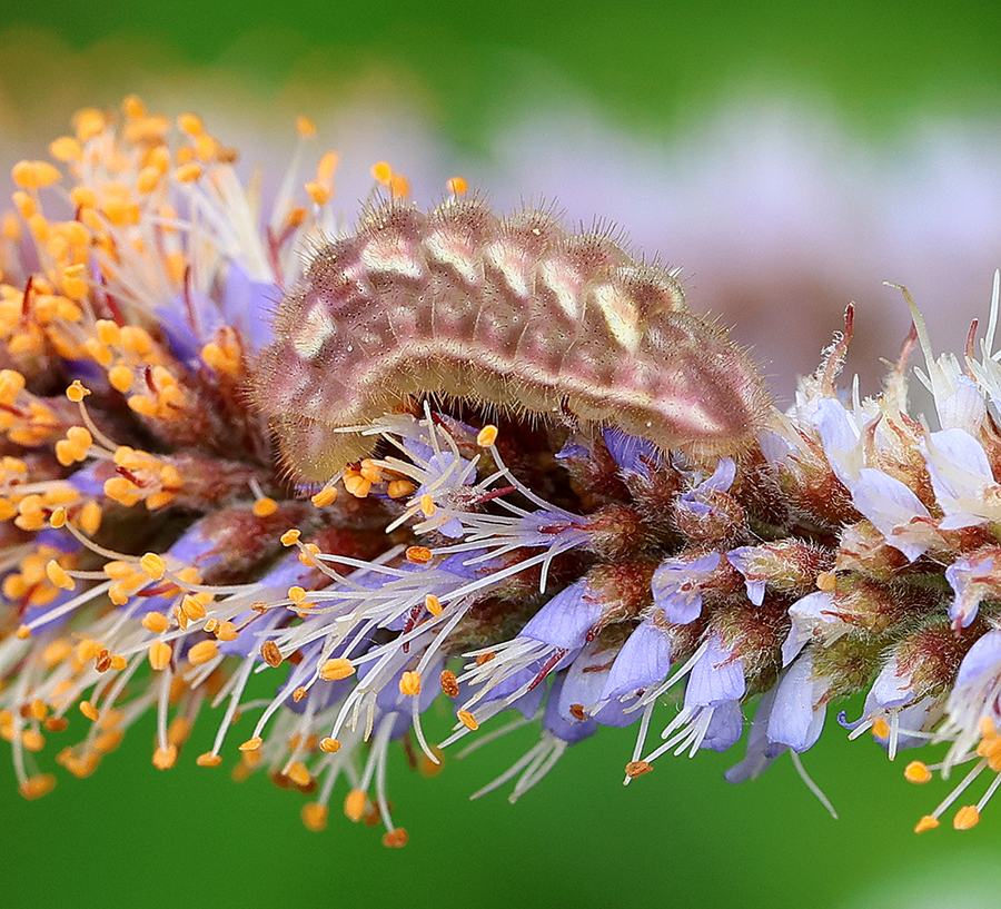 Gray hairstreak caterpillar on dwarf indigo bush. 