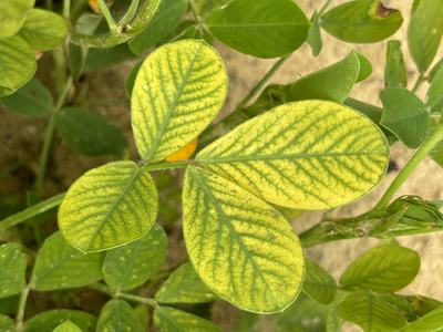 Manganese deficiency shown in the yellowing of leaves.