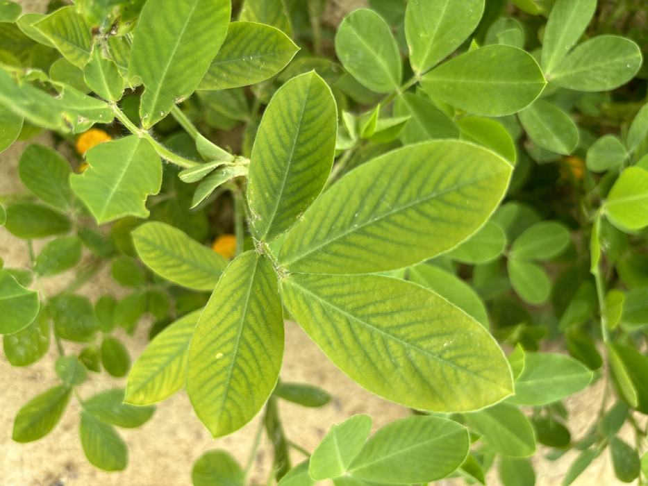 Lighter green leaves with darker green veins. 