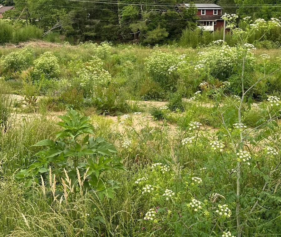 poison hemlock patch