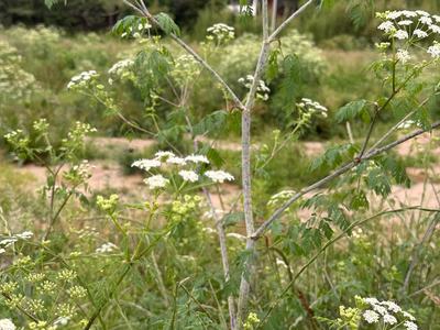 poison hemlock
