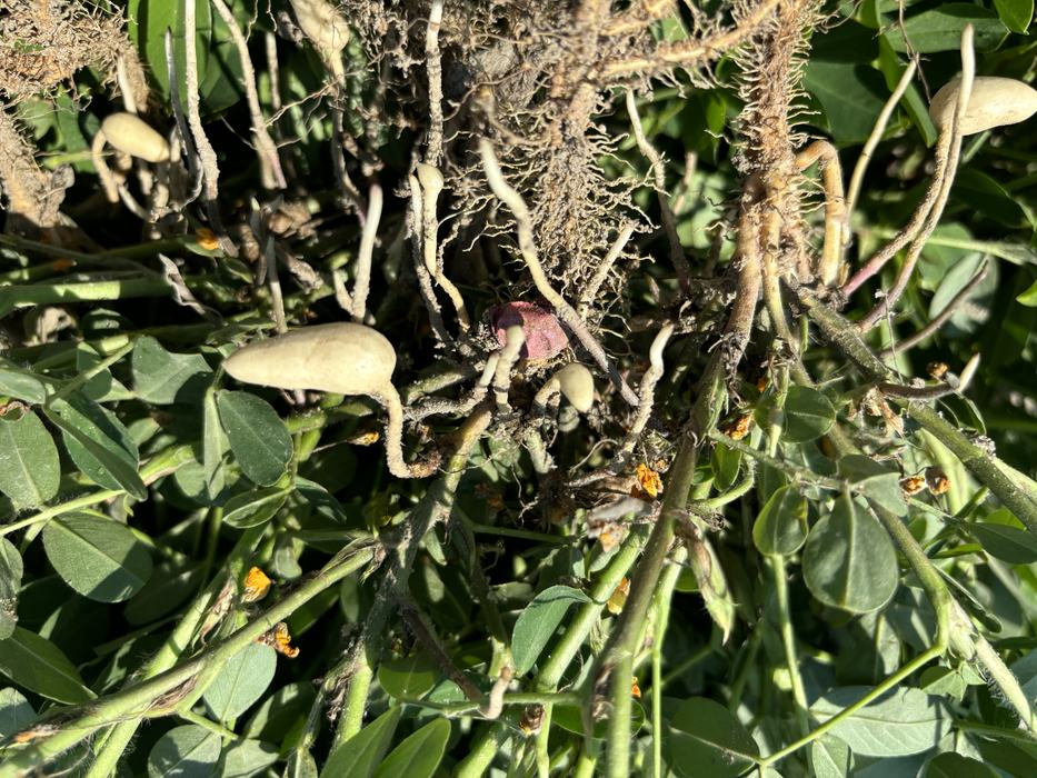 R3 Stage of Peanut Growth.
