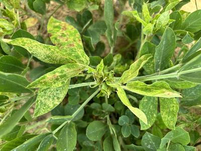 Yellow and brown spots on leaves.