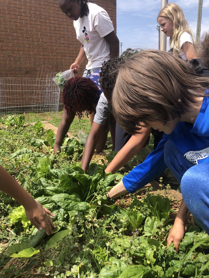 Youth Pulling Weeds From Garden Bed