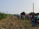 The Randolph County Corn Field day, people stand at the edge of a corn field.