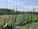 Group of people sitting on the ground pruning and training hops on a research station.