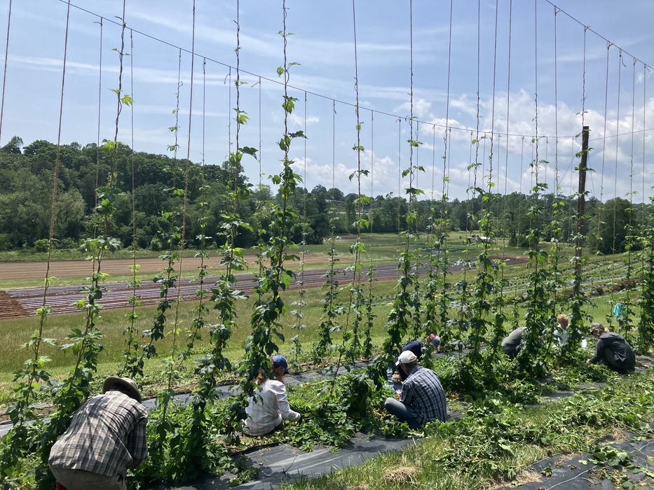 Group of people sitting on the ground pruning and training hops on a research station.