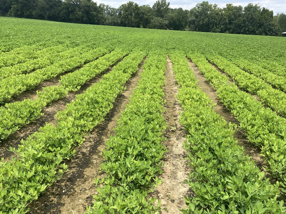 Peanut field recovering from standing water.